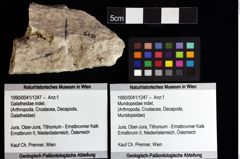 Foto (Objket + Etiketten) von Mundopsidae indet. 